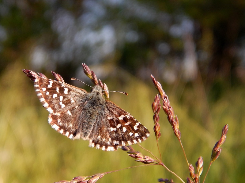 Pyrgus malvoides